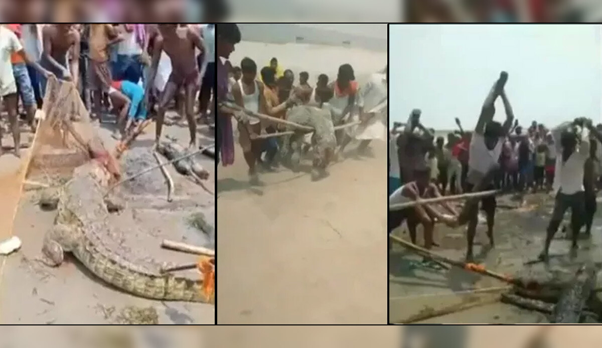 10 yaşındaki çocuğu öldüren timsahı timsah olduğuna pişman ettiler: İntikam görüntülerini izleyenlerin kanı dondu