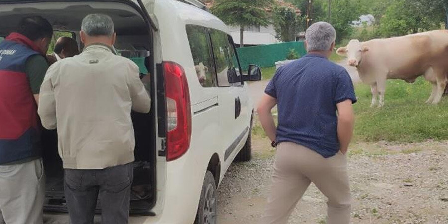 Bartın'da şap karantinası! 3 kilometrelik koruma bölgesi oluşturuldu