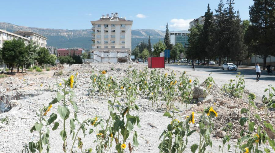 Kuruyemiş dükkanının enkazındaki ayçiçekler çiçek açtı: Söyleyecek kelime bulamıyoruz