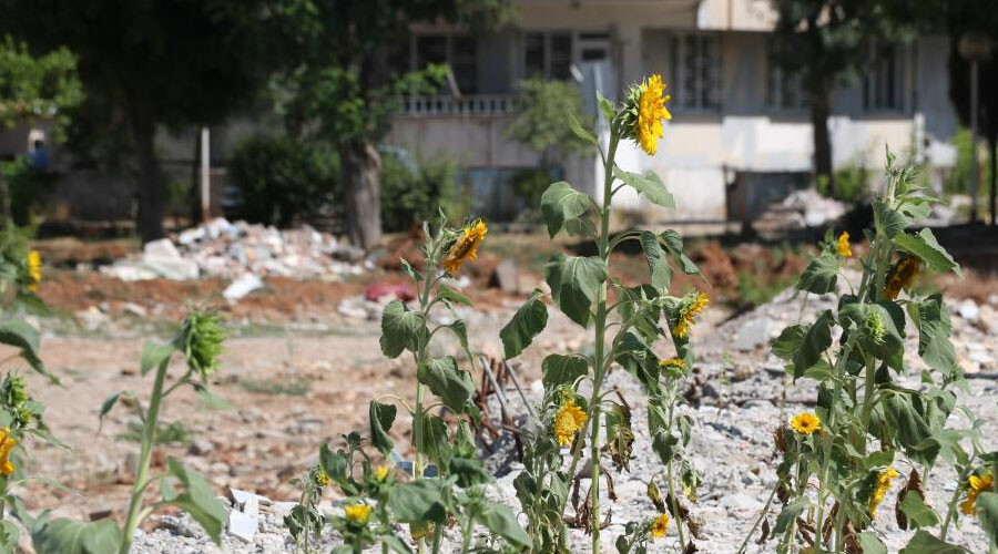 Kuruyemiş dükkanının enkazındaki ayçiçekler çiçek açtı: Söyleyecek kelime bulamıyoruz