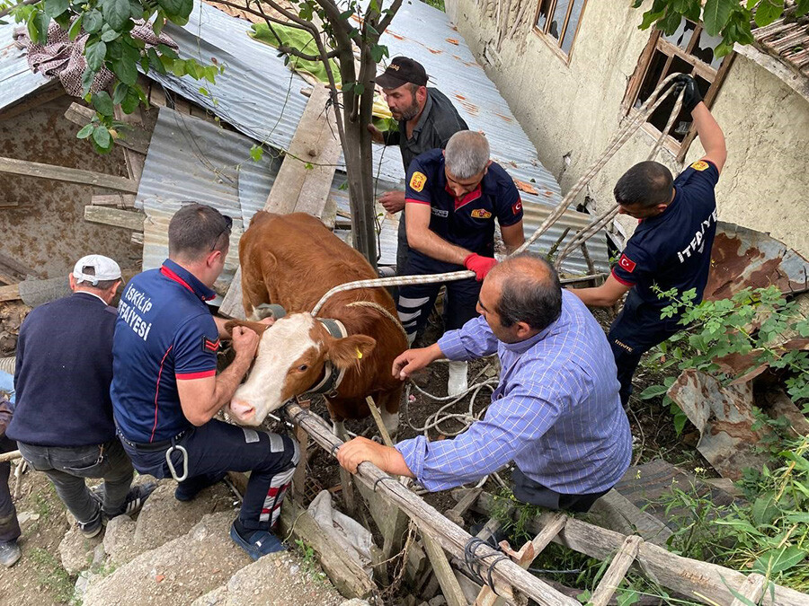 Sahibinden kaçan inek, çatıya çıktı