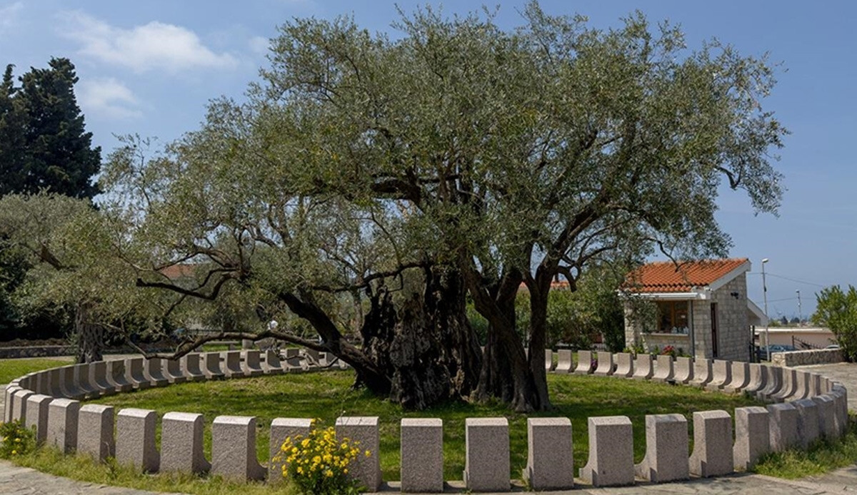 Tam 2 bin 248 yaşında... 