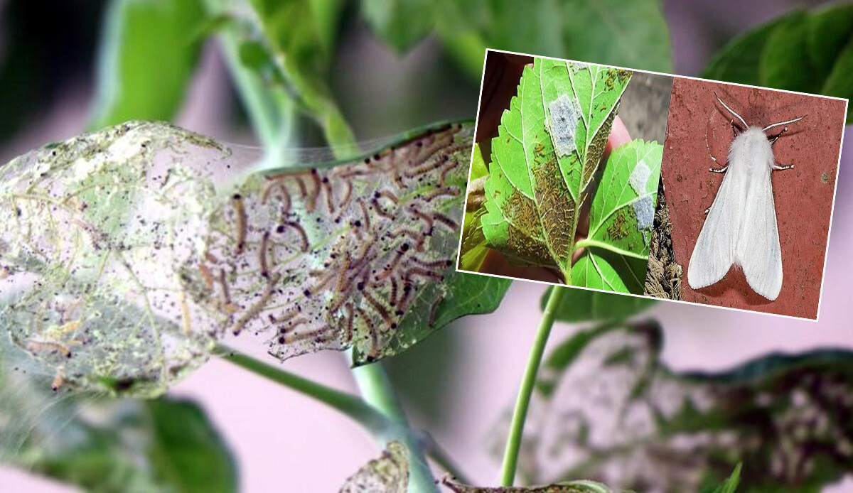 628 bitki türünün kabusu Amerikan Beyaz Kelebeği geri döndü: Asıl zararı ortaya çıktı