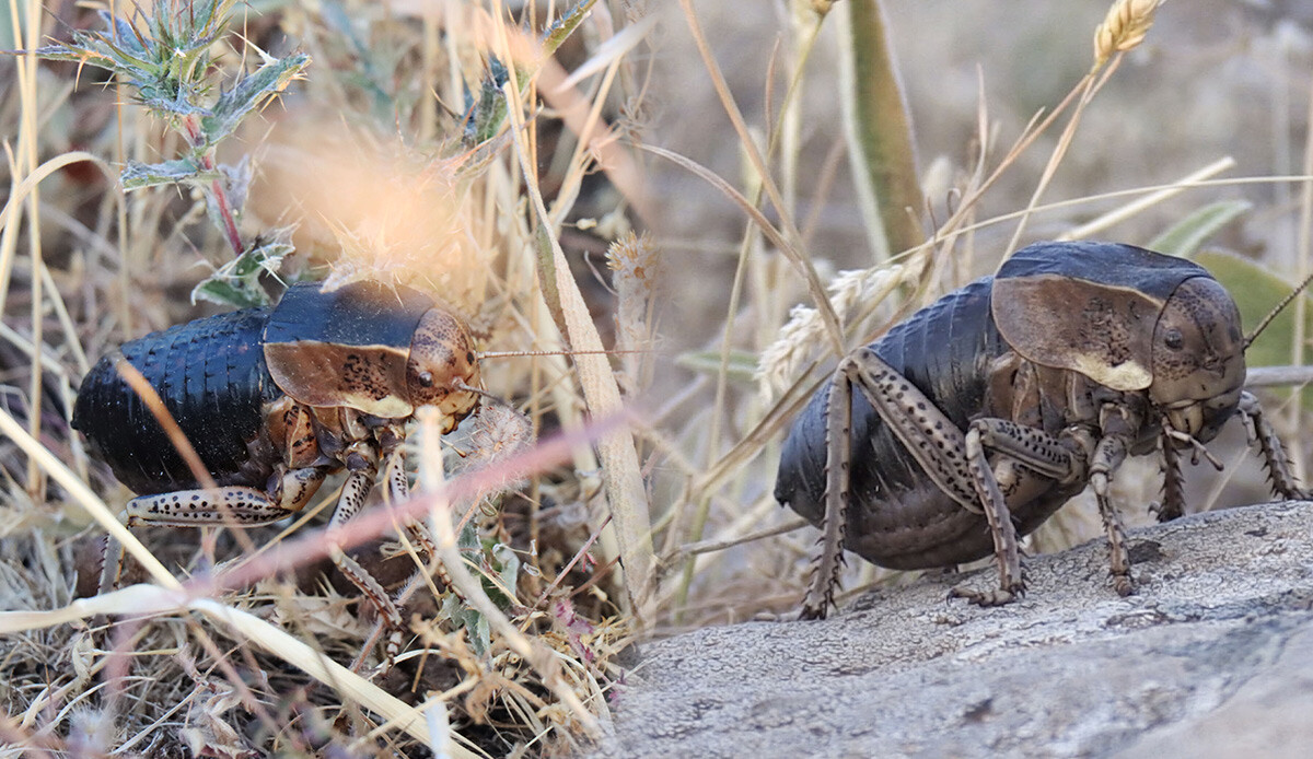 Nadir görülen yamyam tombul çekirge Kilis’te! Zararından çok faydası var dikkat her geçen gün sayısı azalıyor