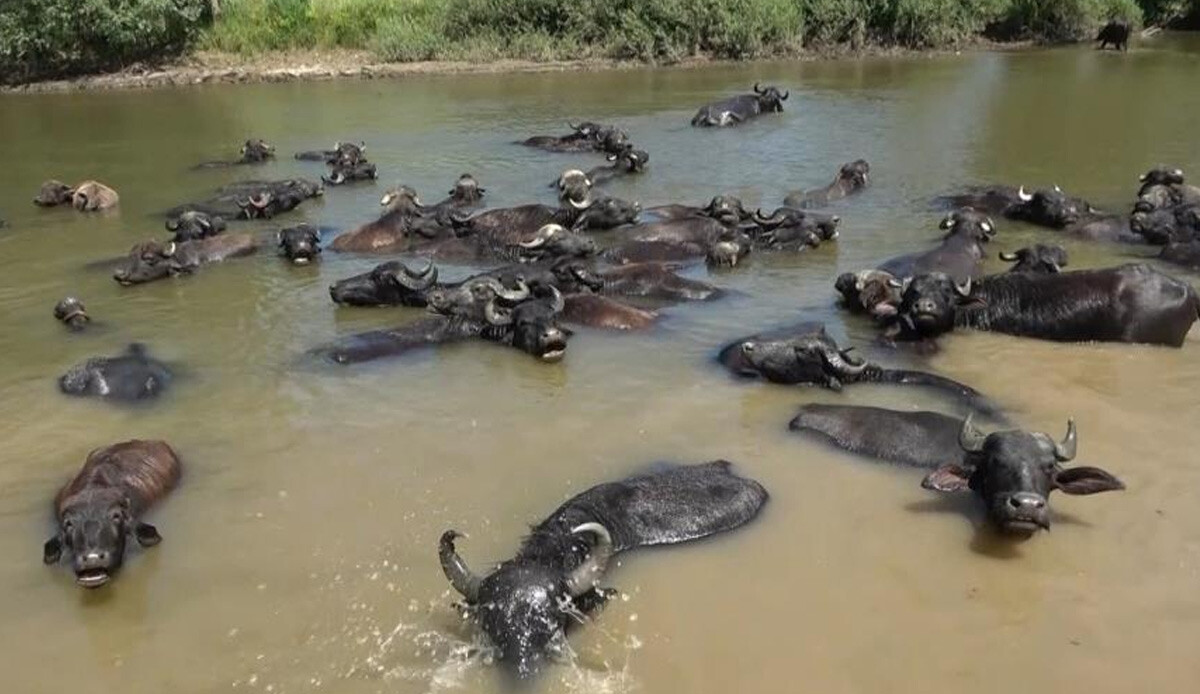 Bu manzara Afrika'dan değil Türkiye'den! Belgeseli aratmayan görüntüler