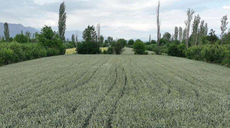 Atıl durumdaki arazilere ektiler… Ata tohumu mahsul verdi! Çiftçinin yüzü güldü Atıl durumdaki arazilere ektiler… Ata tohumu mahsul verdi! Çiftçinin yüzü güldü