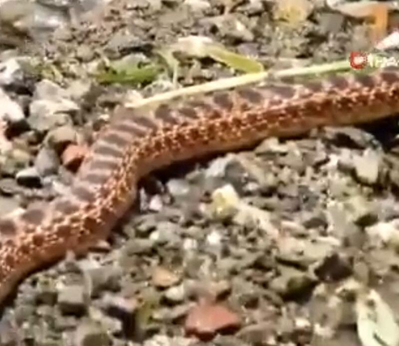 <p>Ağaca tırmanan yılan vatandaş tarafından cep telefonu kamerasıyla görüntülenirken, zehirsiz olduğu bilinen ve boyu 2 metreyi bulan yılan daha sonra gözden kayboldu.</p>