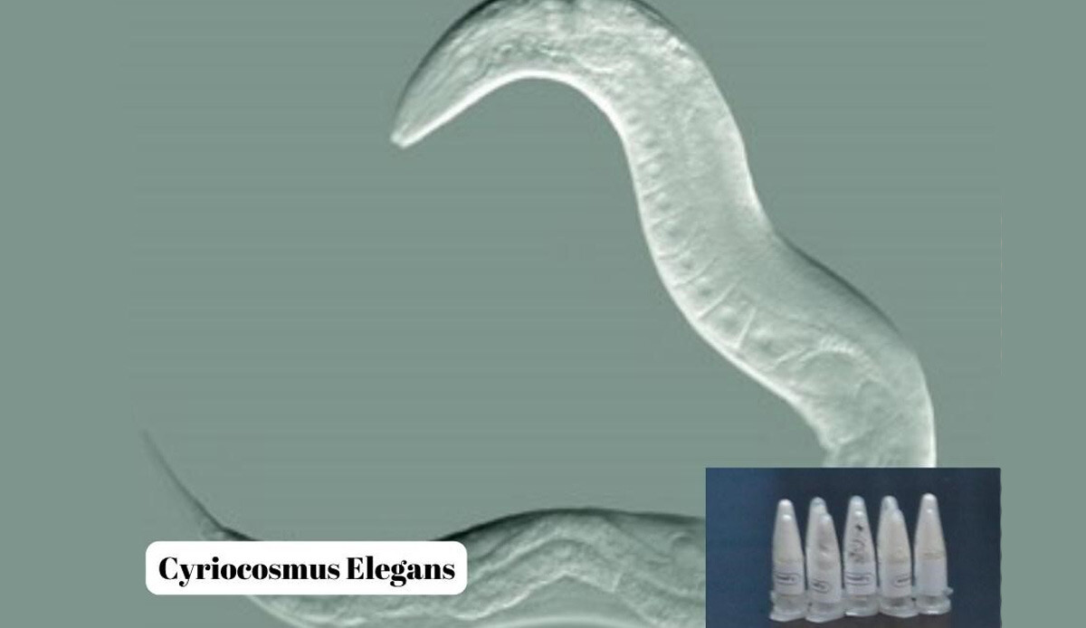 Yurt dışından Marmaris’e gelen kargo için alarm! Bitki diye gönderdi onlarca böcek çıktı: Ekipler özel korumaya aldı