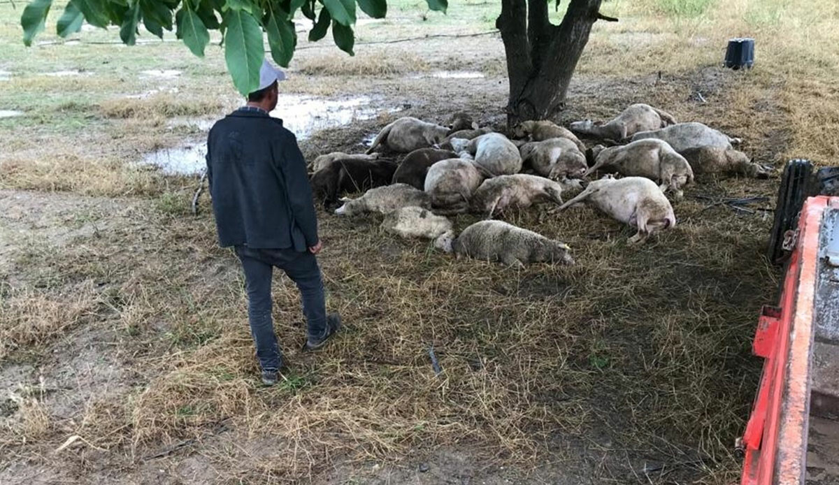 Sürüye yıldırım çarptı: Onlarca küçükbaş telef oldu Sürüye yıldırım çarptı: Onlarca küçükbaş telef oldu