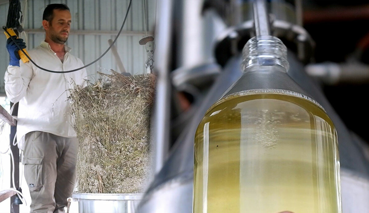 Trakya’nın ‘alternatif tarımı’: Edirne’den dünyaya ihraç ediliyor… Litresi 3 bin 100 TL!