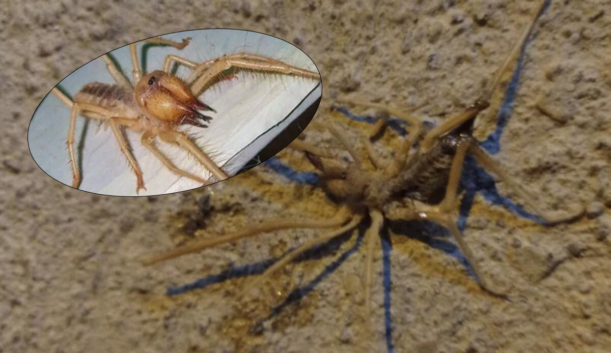 Sarıkız kabusu geri döndü! Gece ortaya çıkıyor, ısırdığını zehirliyor ve 1 metreye kadar zıplayabiliyor