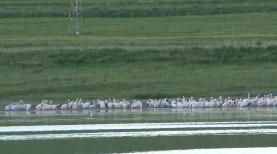Su kuşlarının vazgeçilmezi oldu: Belgesel tadında görüntüler görenlerin içini ısıttı
