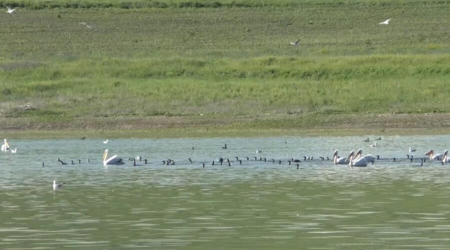 Su kuşlarının vazgeçilmezi oldu: Belgesel tadında görüntüler görenlerin içini ısıttı