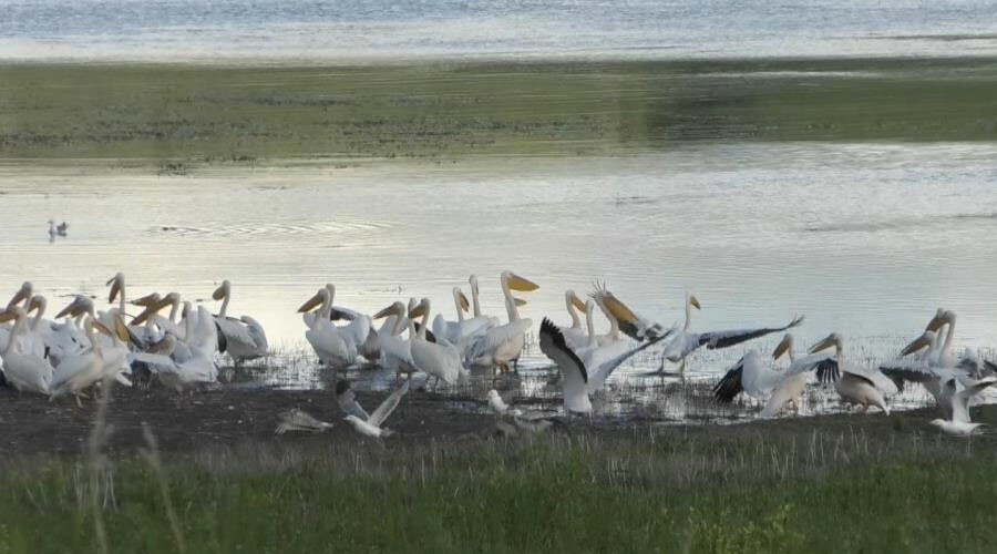 Su kuşlarının vazgeçilmezi oldu: Belgesel tadında görüntüler görenlerin içini ısıttı