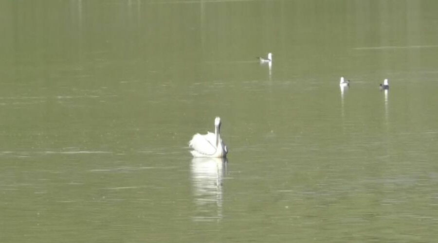 Su kuşlarının vazgeçilmezi oldu: Belgesel tadında görüntüler görenlerin içini ısıttı
