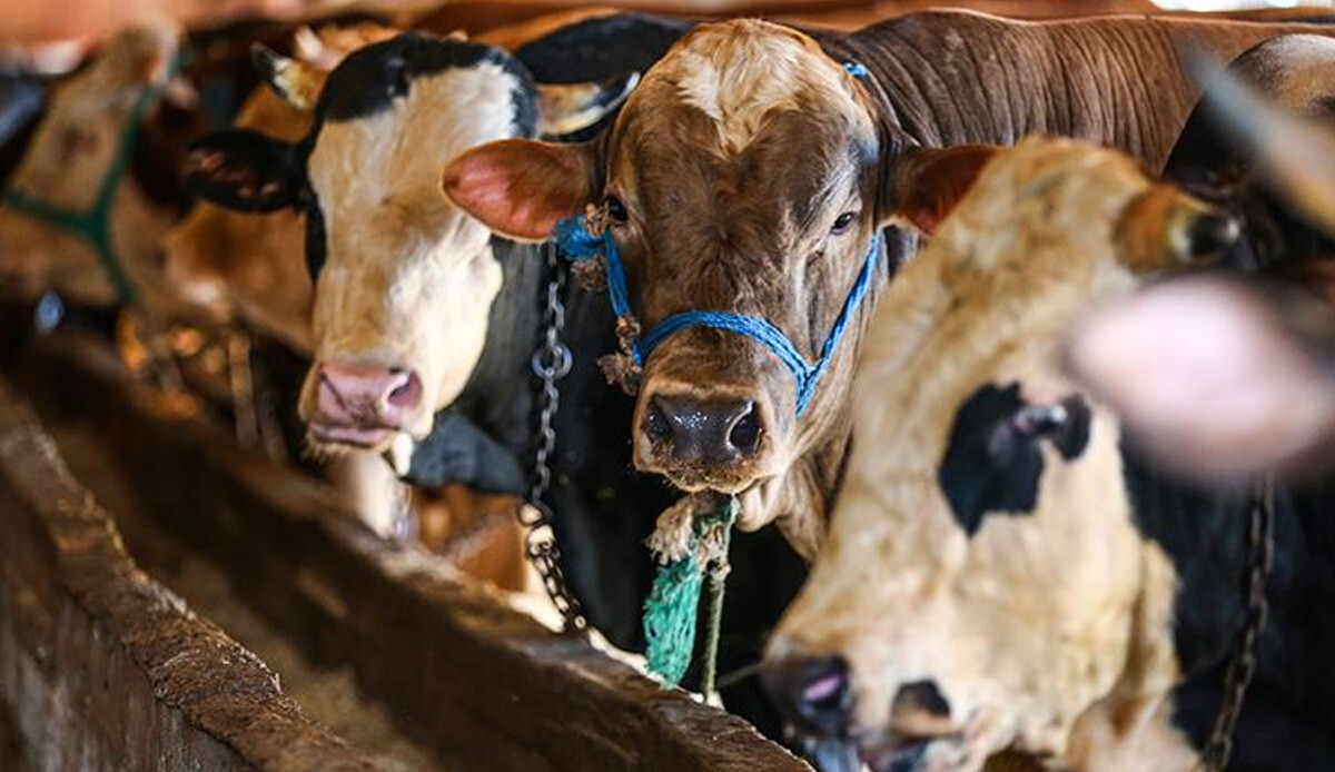 Bakanlık harekete geçti: Kurban keserken önlem almayanlara para cezası verilecek Bakanlık harekete geçti: Kurban keserken önlem almayanlara para cezası verilecek