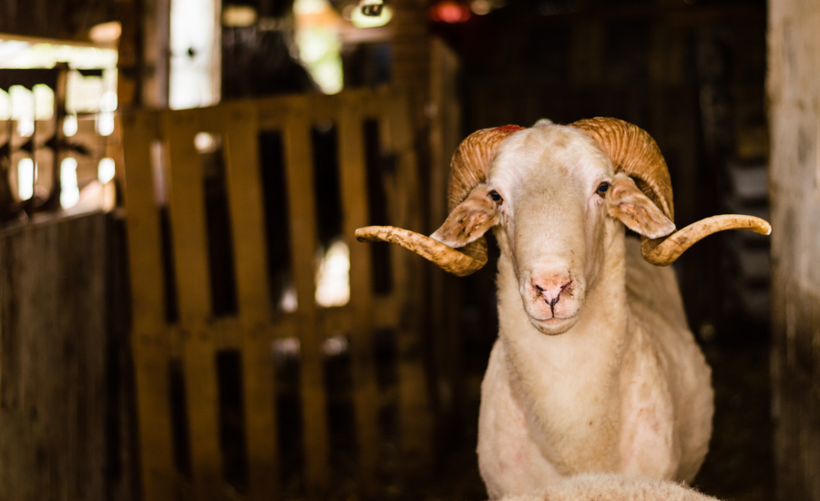 Kurban Bayramı’nın 2.3. ve 4.günü kurban kesilir mi? Kurban ne zaman kesilir?
