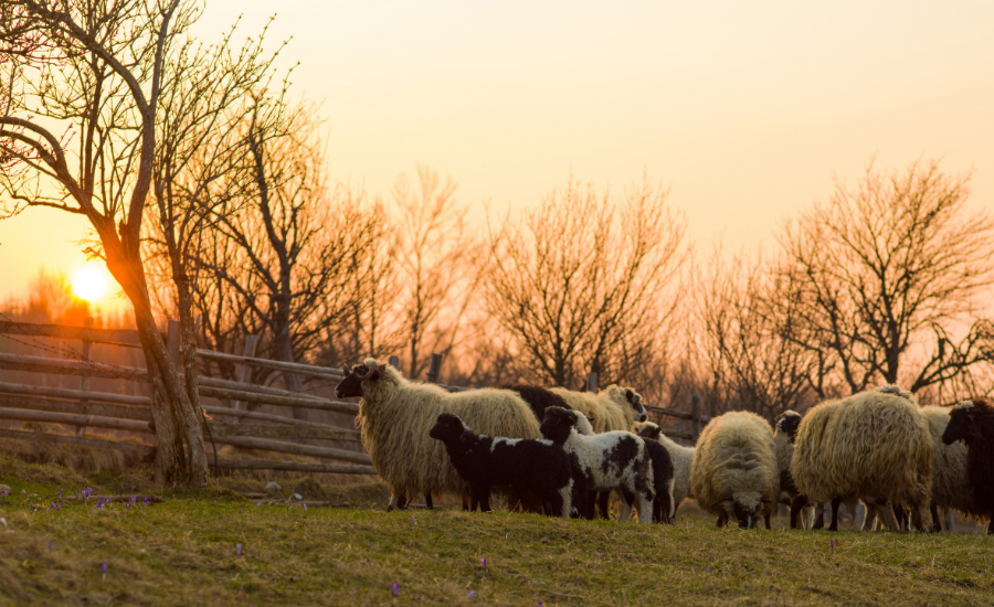 Kurban Bayramı’nın 2.3. ve 4.günü kurban kesilir mi? Kurban ne zaman kesilir?