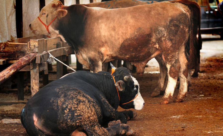 Kurban Bayramı’nın 2.3. ve 4.günü kurban kesilir mi? Kurban ne zaman kesilir?