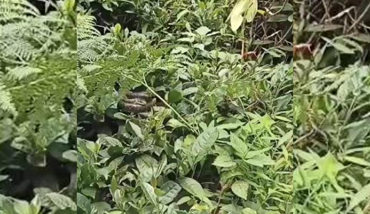 Çay üreticilerinin kabusu kış uykusundan uyandı! Dünyanın en zehirli yılanları arasında: Tekrar görüldü