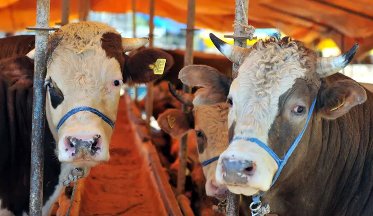 Ucuz kurbanlık bulamayanlar dikkat! TİGEM