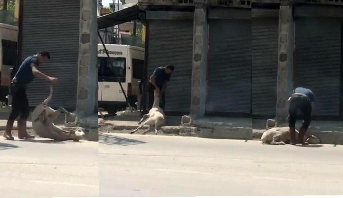 Koyunu bayıltana kadar döven kasap kendini böyle savundu: Yormak için yaptım Koyunu bayıltana kadar döven kasap kendini böyle savundu: Yormak için yaptım