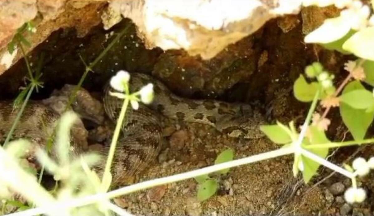 Tunceli’de görüntülendi… Kayayı kaldırınca gözleriyle karşılaştı!