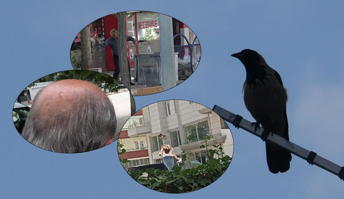 Kamikaze dalışıyla saldıran karga mahallelinin kabusu oldu! Balkona bile çıkamıyorlar