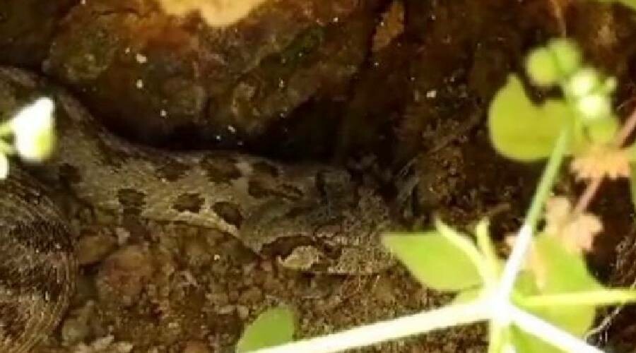 Tunceli’de görüntülendi… Kayayı kaldırınca gözleriyle karşılaştı!