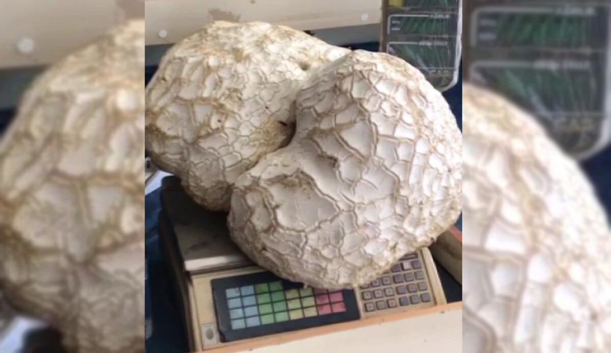 Sivas'ta ilginç olay! Farklı bir kaya bulduklarını sandılar ama gerçek ortaya çıkınca şoke oldular...