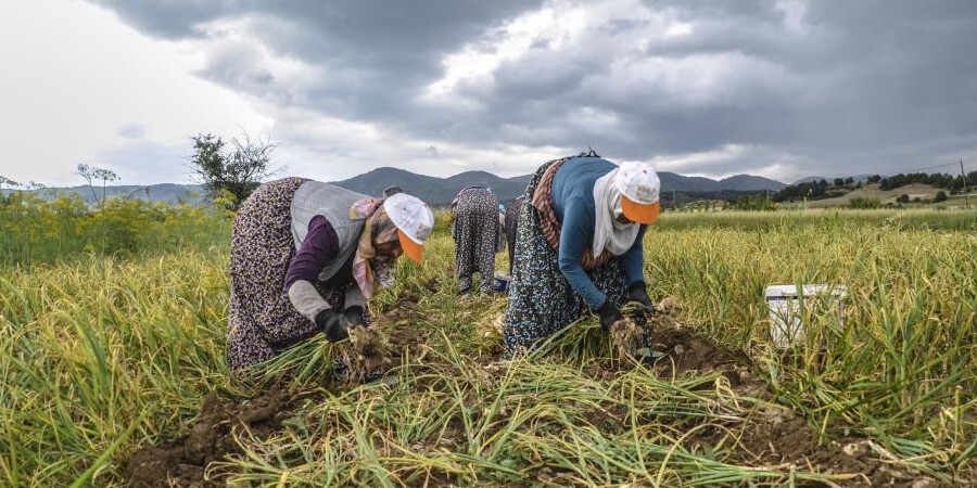 ‘Beyaz altın’ın hasat mevsimi başladı! Günlük yevmiye ücreti belli oldu