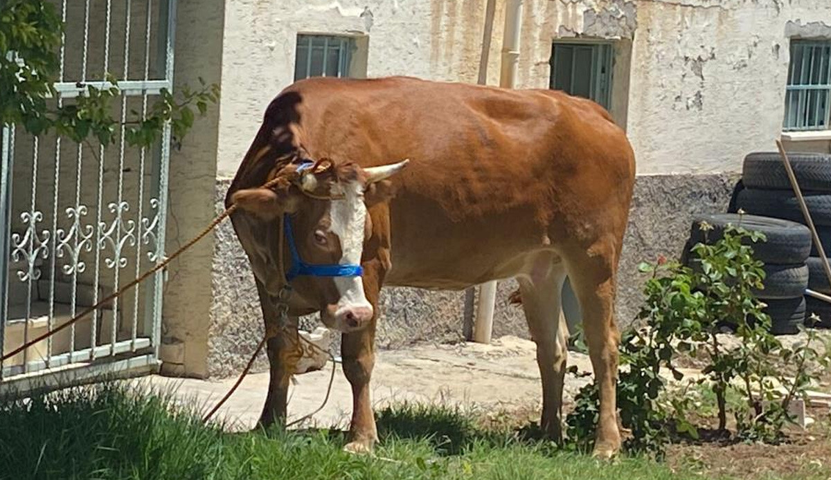 Kurban Bayramının ilk 'kaçağı' Elazığ'dan: Sahibinin omurgasını kırıp kaçtı, ekipler yakaladı