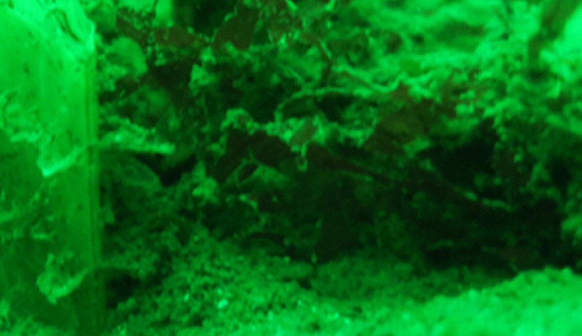 Nesli tükenmek üzere sadece Marmara’da var! Dev midye pinalar çoğalıyor, müsilaja çare olabilir