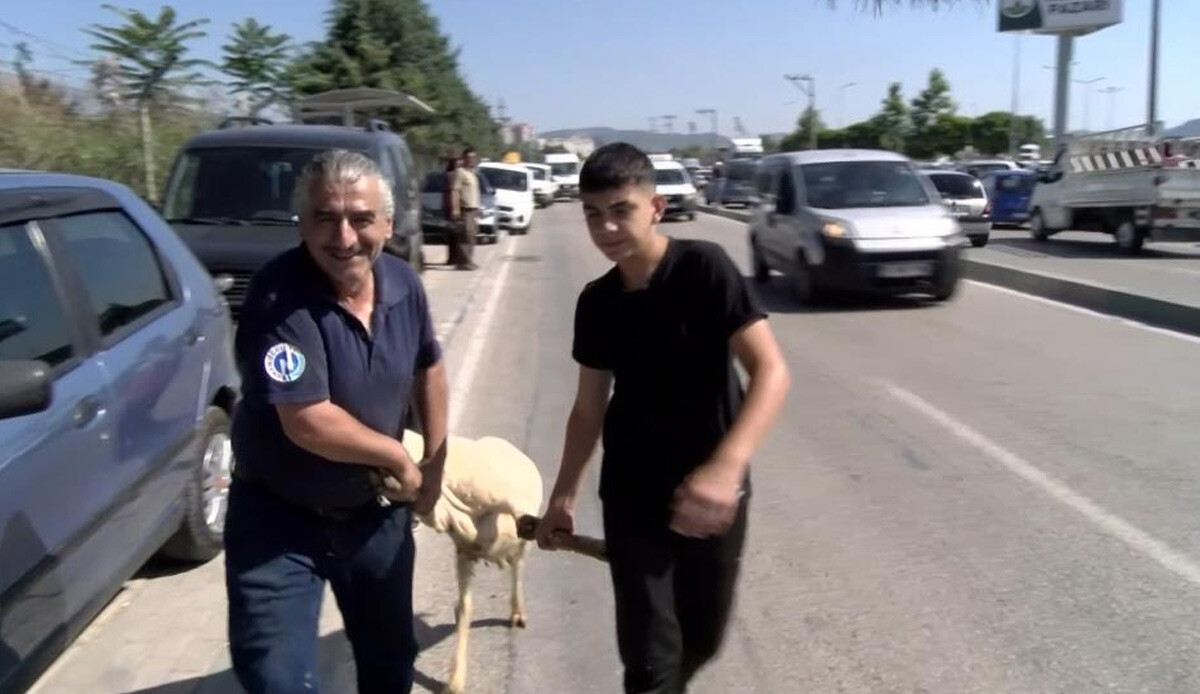 Bayramda gülümseten anlar: Kurbanlığı ayaklarından tutup çocuk gibi yürüttüler Bayramda gülümseten anlar: Kurbanlığı ayaklarından tutup çocuk gibi yürüttüler