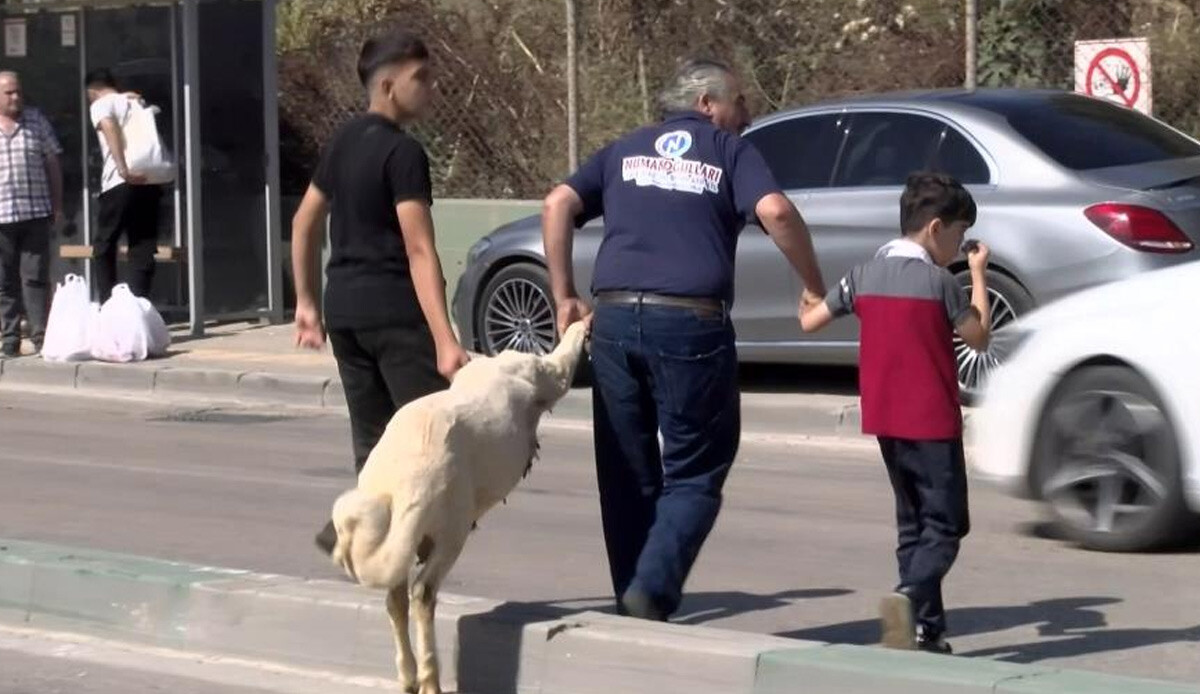 Bayramda gülümseten anlar: Kurbanlığı ayaklarından tutup çocuk gibi yürüttüler Bayramda gülümseten anlar: Kurbanlığı ayaklarından tutup çocuk gibi yürüttüler