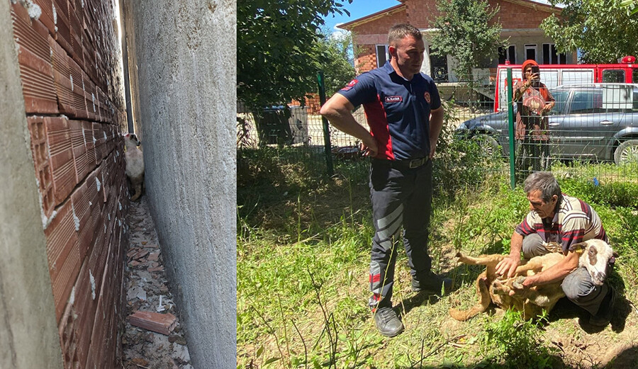 Tokat'ta sahibinden kaçan koyun iki bina arasında sıkıştı