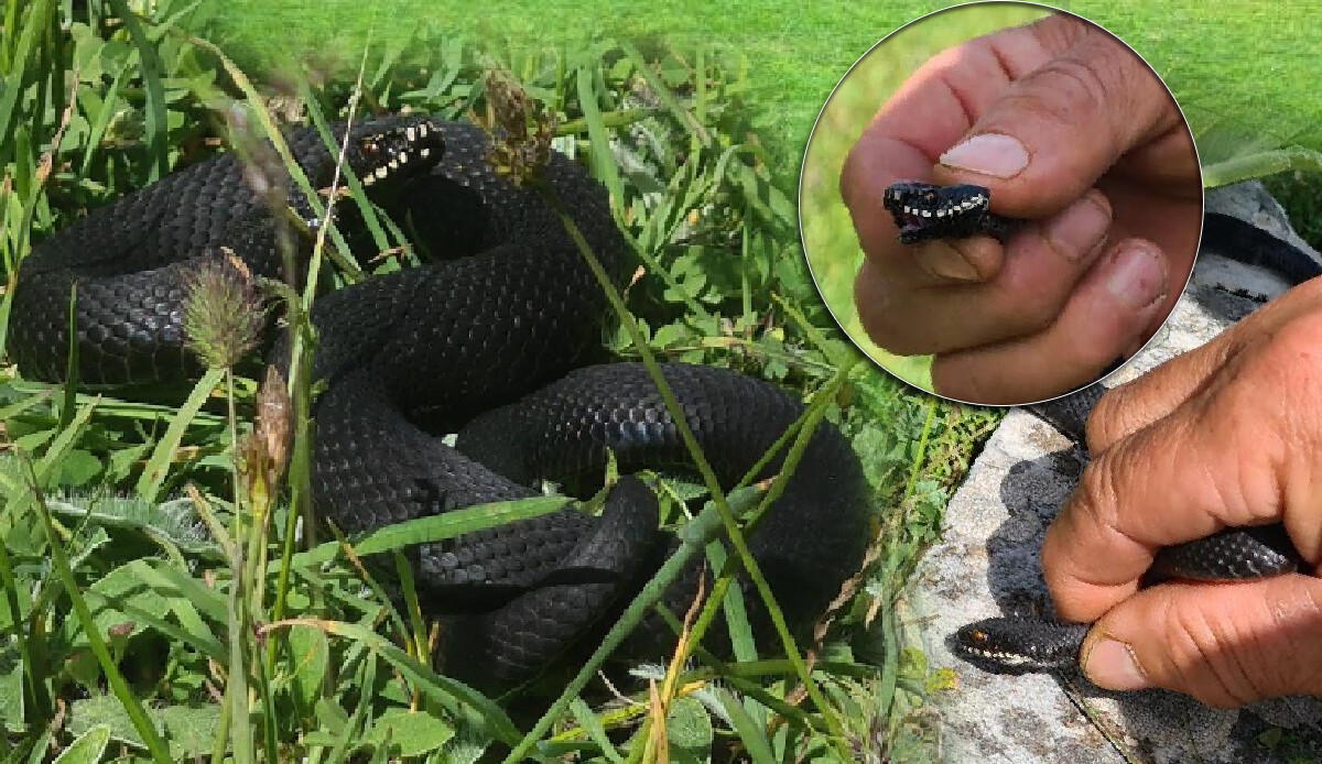 Mantar ararken karşısına çıktı! En tehlikeli tür, Baran'ın tek ısırığı ile 100 kişiyi öldürüyor!