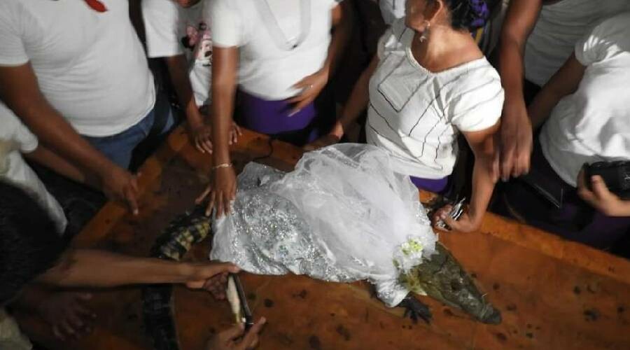 Meksika’da belediye başkanı timsahla evlendi: Biz birbirimizi seviyoruz Meksika’da belediye başkanı timsahla evlendi: Biz birbirimizi seviyoruz