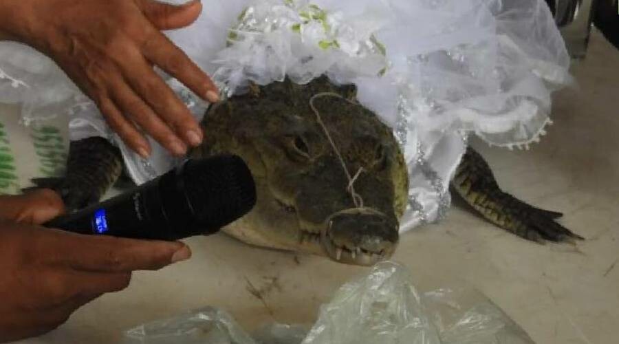 Meksika’da belediye başkanı timsahla evlendi: Biz birbirimizi seviyoruz Meksika’da belediye başkanı timsahla evlendi: Biz birbirimizi seviyoruz