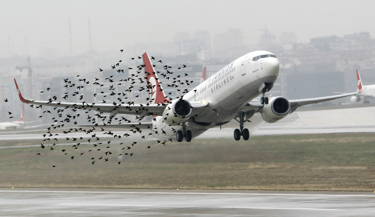 Gökyüzünde büyük tehlike! İstanbul&#039;da kuş sürüsü uçuşları engelledi