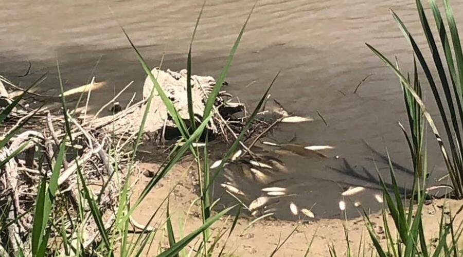 Kahramanmaraş’ta tedirgin eden görüntü: Yüzlerce balık karaya vurdu