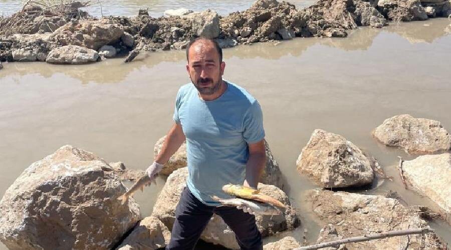 Kahramanmaraş’ta tedirgin eden görüntü: Yüzlerce balık karaya vurdu
