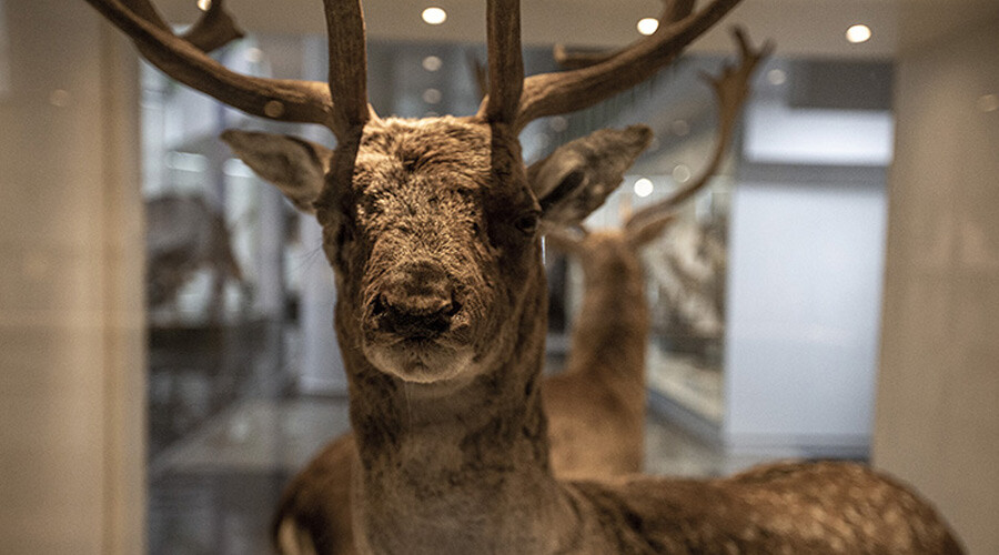 biyoçeşitlilik müzesi