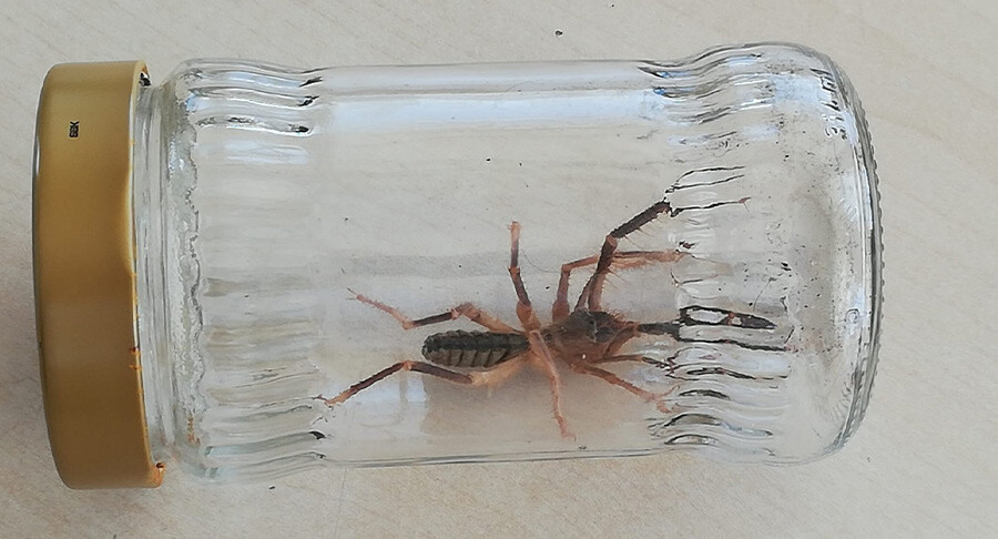 Çorum'da zehirli örümcek paniği: Isırığı ölümcül