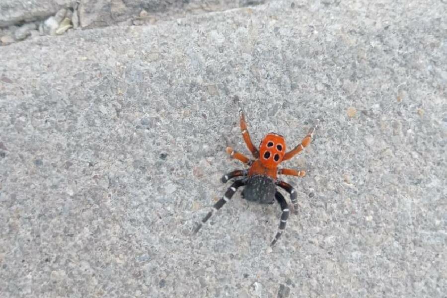 Pazar yerinde görüp aldı, gerçeği öğrenince korkup hemen doğaya saldı