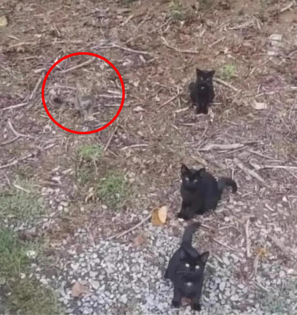 Zeka sınırlarını zorlayan test: Fotoğraftaki 4. kediyi yalnızca dâhiler buluyor