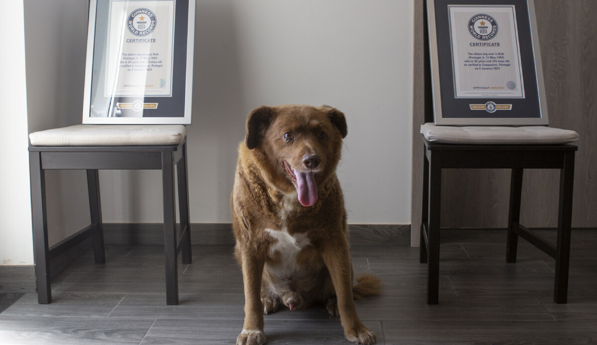 Dünyanın en yaşlı köpeğinin sahibi anlattı: Bobi'nin uzun yaşamının sırrı belli oldu Dünyanın en yaşlı köpeğinin sahibi anlattı: Bobi'nin uzun yaşamının sırrı belli oldu