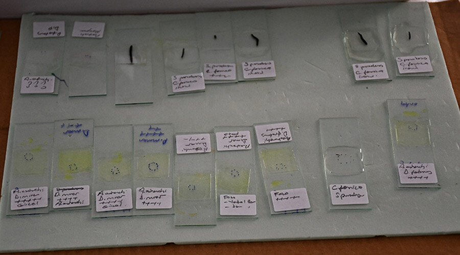 Türk araştırmacılar endemik balık türünde yeni bir parazit buldu