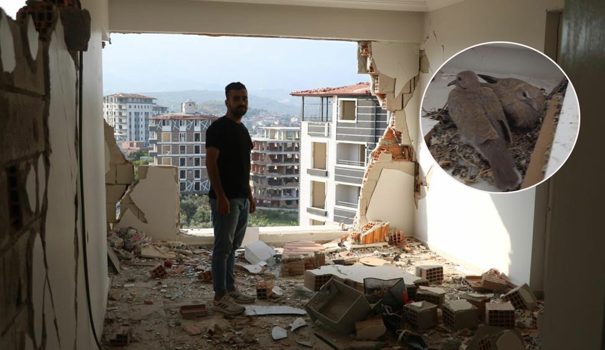 Depremin yıktığı Hatay’da yürek ısıtan görüntü: Enkaza dönen bina kumrulara yuva oldu Depremin yıktığı Hatay’da yürek ısıtan görüntü: Enkaza dönen bina kumrulara yuva oldu