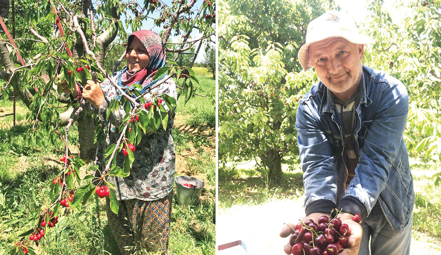 Üreticiye bir sorduk, bin ah işittik: Kiraz tatlı fatura acı Üreticiye bir sorduk, bin ah işittik: Kiraz tatlı fatura acı